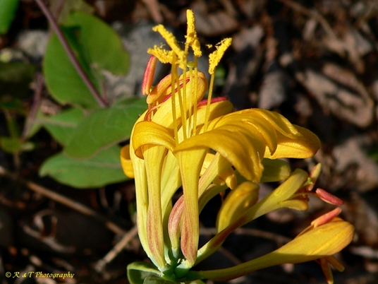 {Lonicera flava}